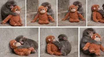 شاهد الآن فيديو أشهر قرد ياباني وقصة تعلقه الغريبة بلعبة الأورانغوتان